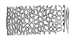 Fissidens strictus, laminal cells, vaginant lamina (margin to costa). Drawn from J.E. Beever 68-78, WELT M030274.
 Image: R.C. Wagstaff © Landcare Research 2014 